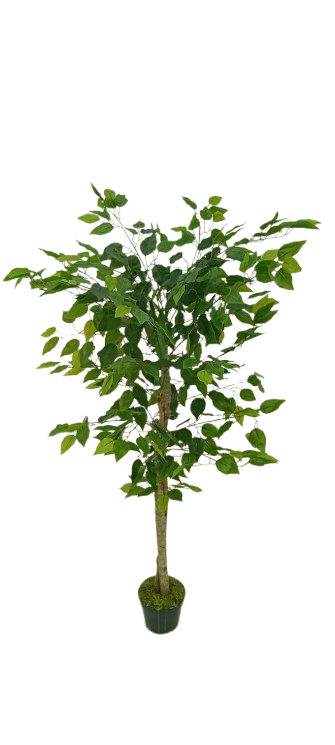 Ficus Verde 1,50m Semi-Artificial