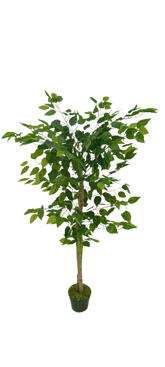 Ficus Verde 1,50m Semi-Artificial