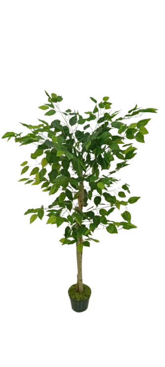 Ficus Verde 1,50m Semi-Artificial